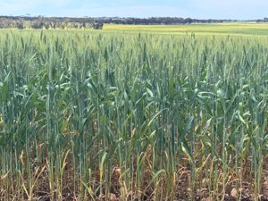 Watheroo wheat crop 06146