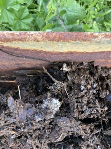 Mycelium in compost - Ryzobia Bacta