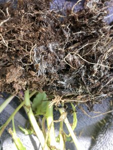 Mycelium in compost - Ryzobia Bacta (detail)