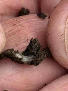 Mycelium on roots